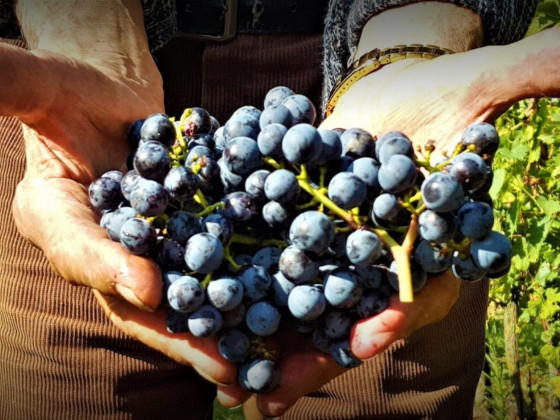 La Guarda (Agriturismo in Cantina)